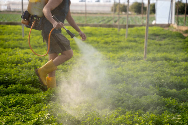 Best Flea Control Services  in Mccamey, TX