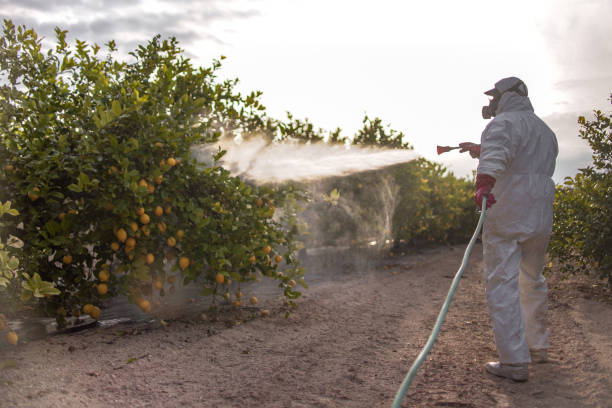 Best Rodent Control Near Me  in Mccamey, TX