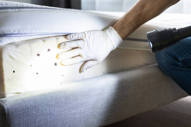 Best Wasp Removal Services  in Mccamey, TX