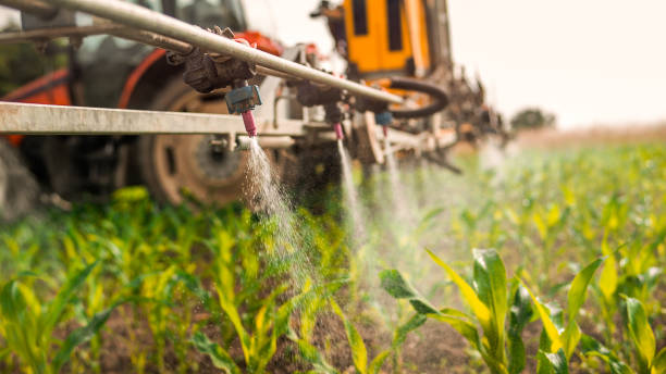 Best Ant Control Services  in Mccamey, TX